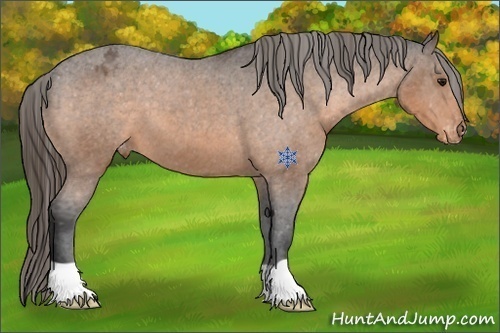 Horse Color:Buckskin Varnish 