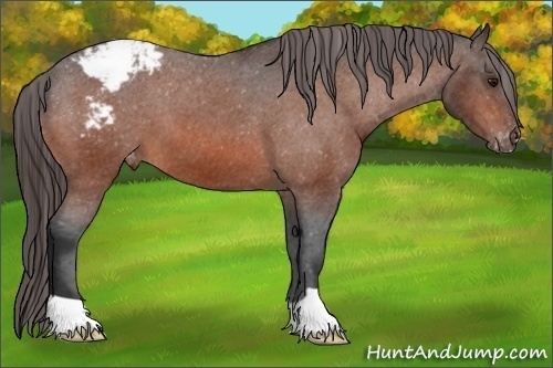 Horse Color:Bay Appaloosa 