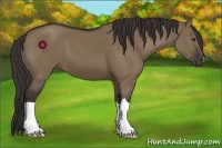Horse Color:Liver Red Dun 