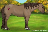 Horse Color:Liver Red Dun 