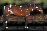 Horse Color:White Spotted Bay Appaloosa Rabicano