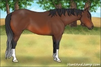 Horse Color:Bay 