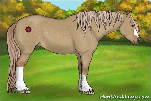 Horse Color:Chocolate Palomino Dun 