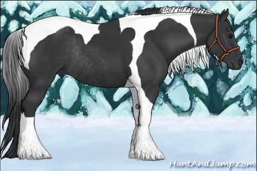 Horse Color:Black Tobiano Rabicano 