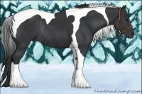 Horse Color:Black Tobiano Rabicano 