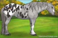 Horse Color:Liver Chestnut Appaloosa 