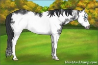 Horse Color:White Spotted Black Splash Frame 