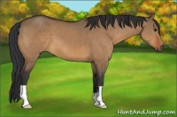 Horse Color:Bay Dun