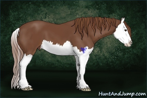 Horse Color:Chestnut Splash 