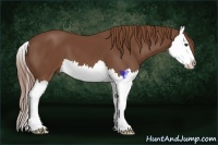 Horse Color:Chestnut Splash 