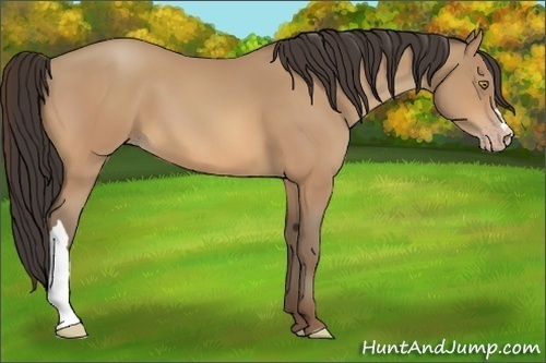 Horse Color:Amber Champagne 