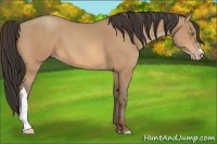 Horse Color:Amber Champagne