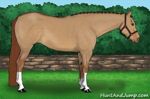Horse Color:Red Dun 