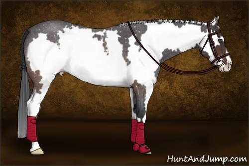 Horse Color:White Spotted Brown Roan Splash Frame 