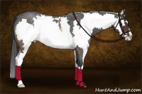 Horse Color:White Spotted Brown Roan Splash Frame 