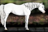 Horse Color:White Spotted Smoky Creme Appaloosa Rabicano 