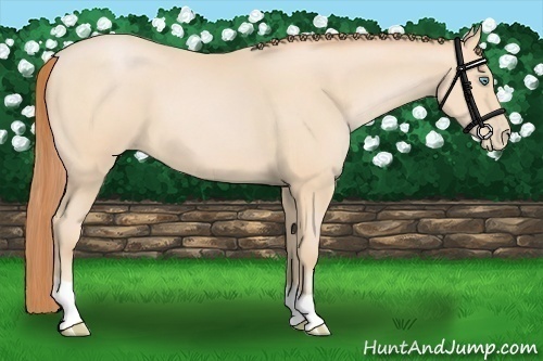 Horse Color:Buckskin Pearl 