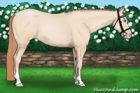 Horse Color:Buckskin Pearl 