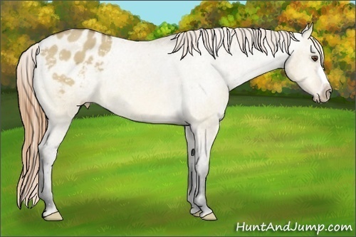 Horse Color:Buckskin Dun Appaloosa 