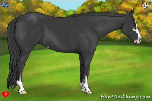 Horse Color:Smoky Black Sabino 
