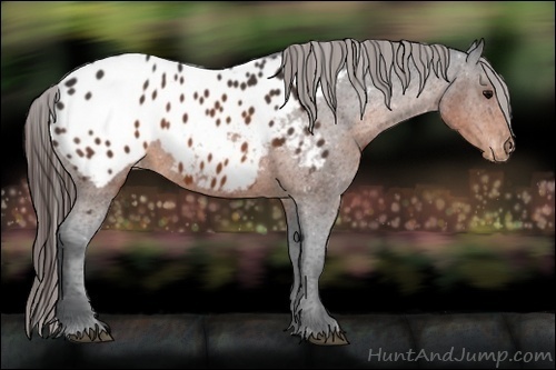 Horse Color:Brown Appaloosa
