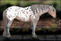 Horse Color:Brown Appaloosa 