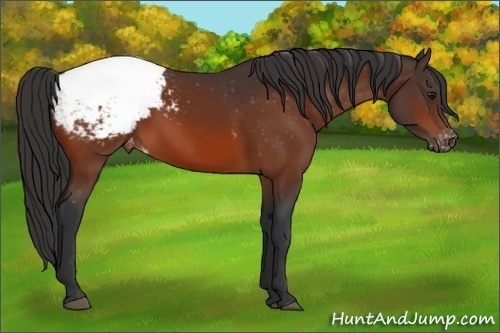 Horse Color:Bay Varnish Rabicano 