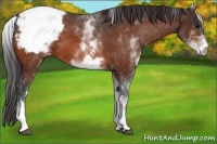 Horse Color:White Spotted Bay Appaloosa