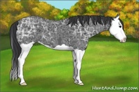 Horse Color:Black Ice Splash 
