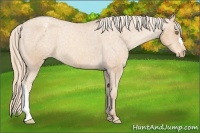 Horse Color:Gold Champagne Appaloosa Rabicano 