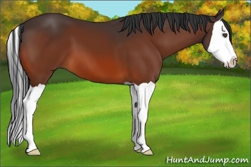 Horse Color:Bay Splash 