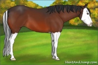 Horse Color:Bay Splash 