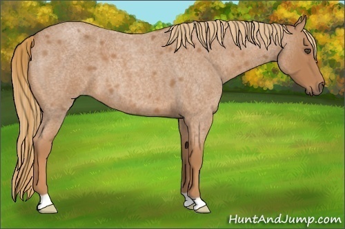 Horse Color:Red Roan 