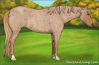 Horse Color:Red Roan