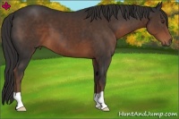 Horse Color:Liver Chestnut 