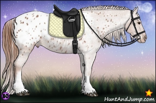Horse Color:White Spotted Chestnut Blanket