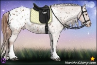 Horse Color:White Spotted Chestnut Blanket