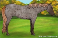 Horse Color:Liver Red Roan 