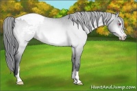 Horse Color:Brown Chinchilla Sabino Varnish Rabicano