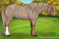 Horse Color:Red Roan