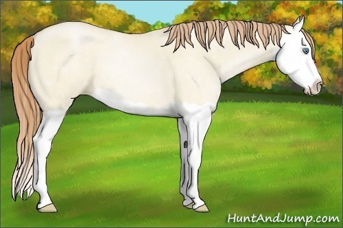 Horse Color:Smoky Grullo Pearl Splash