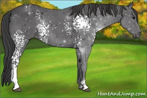 Horse Color:White Spotted Smoky Black Sabino