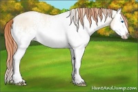 Horse Color:White Spotted Classic Cream Champagne Pearl Splash