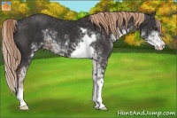 Horse Color:Liver Chestnut Sabino