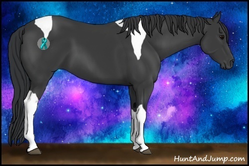Horse Color:Black Sabino Tobiano 