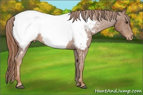 Horse Color:Chestnut Snowcap