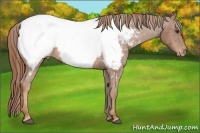 Horse Color:Chestnut Snowcap