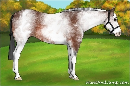 Horse Color:White Spotted Bay 