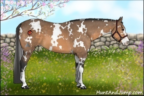 Horse Color:White Spotted Buckskin Sabino 