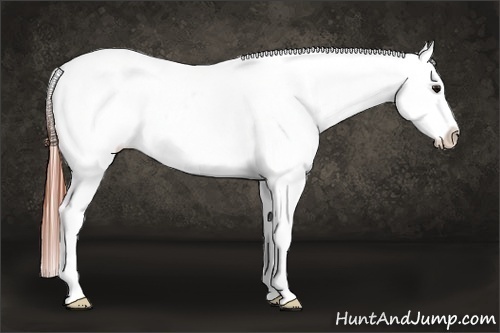 Horse Color:Bay Roan Blanket 